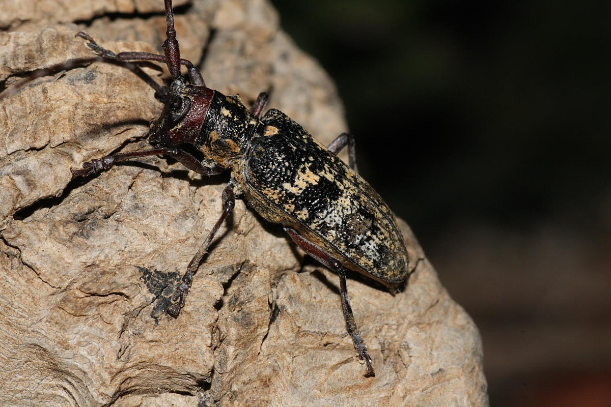 Monochamus galloprovincialis