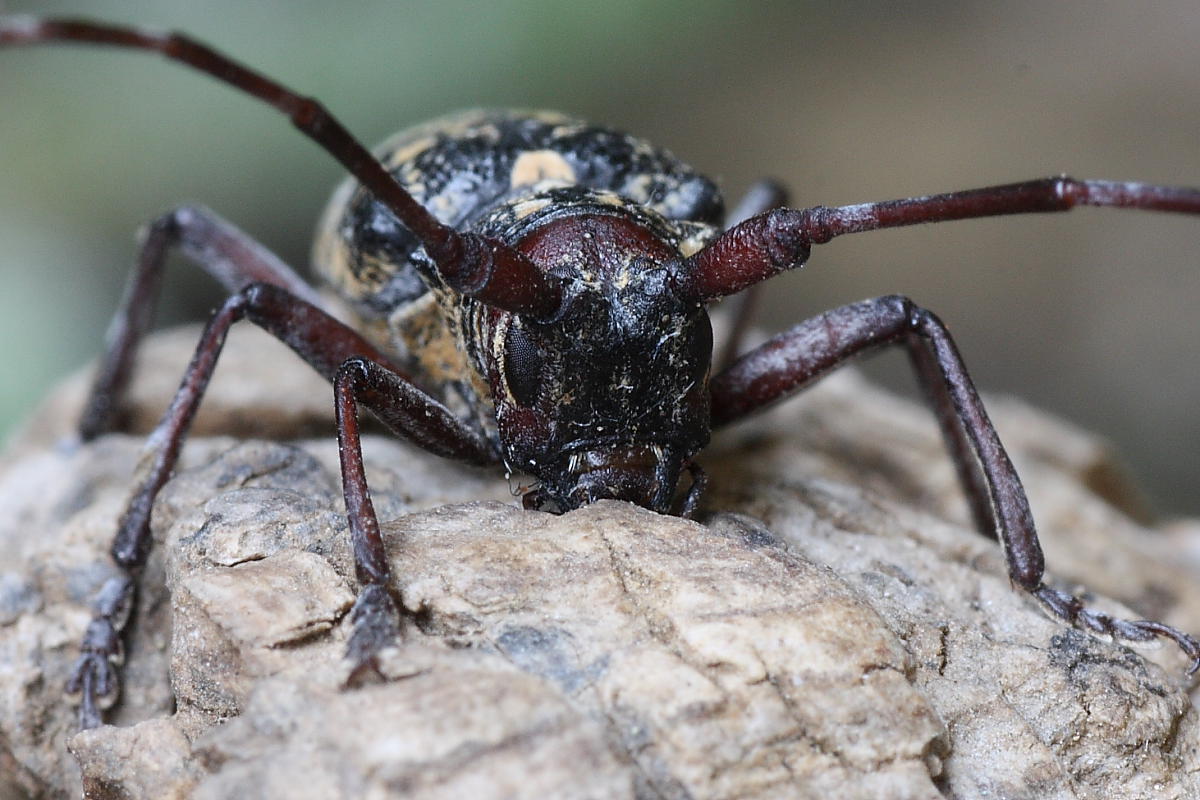 Monochamus galloprovincialis