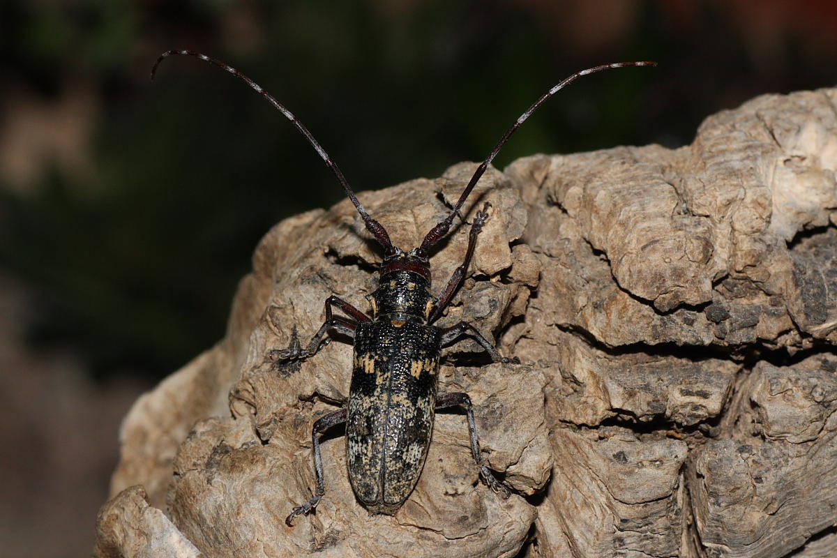 Monochamus galloprovincialis