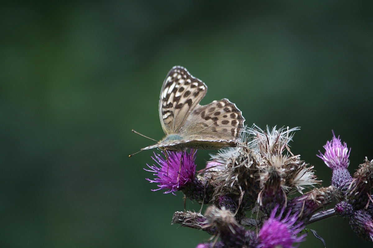 Argynnis paphia