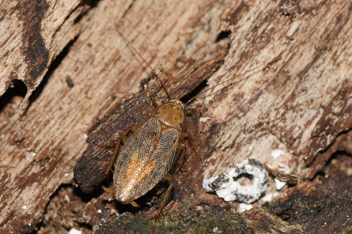 Ectobius sp.