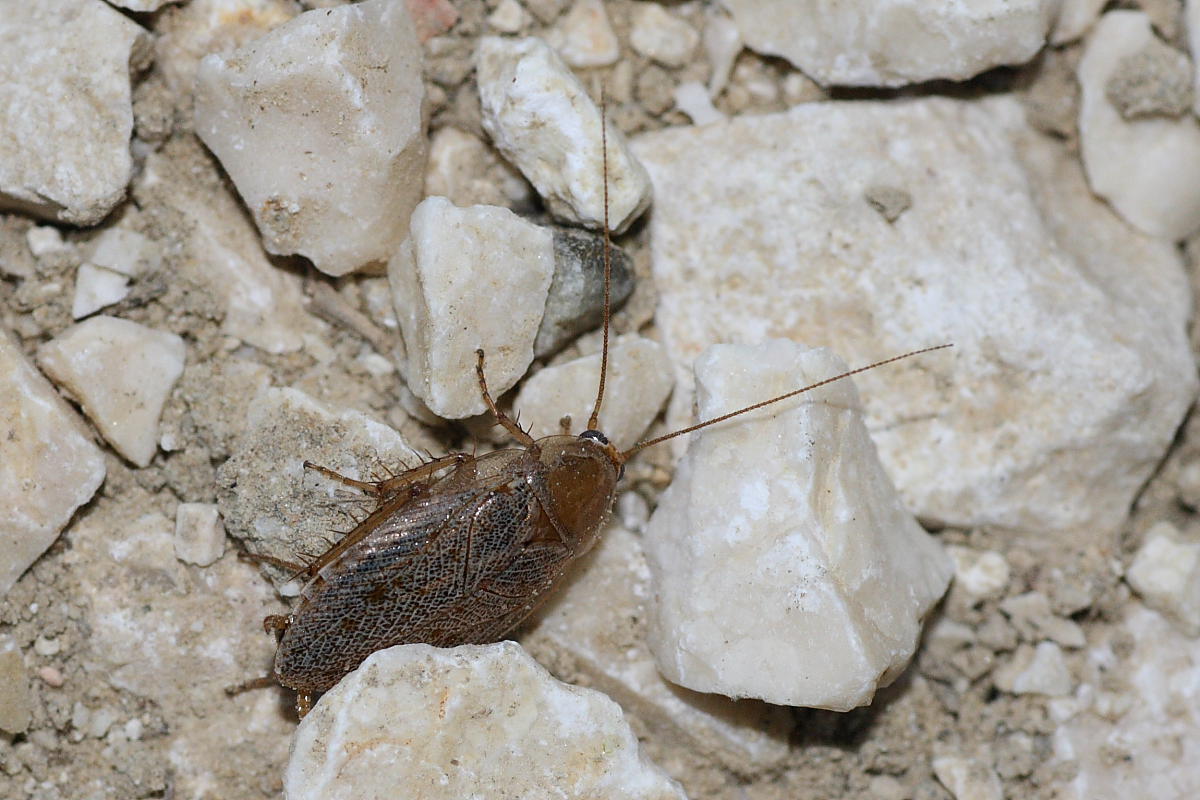 Ectobius sp.