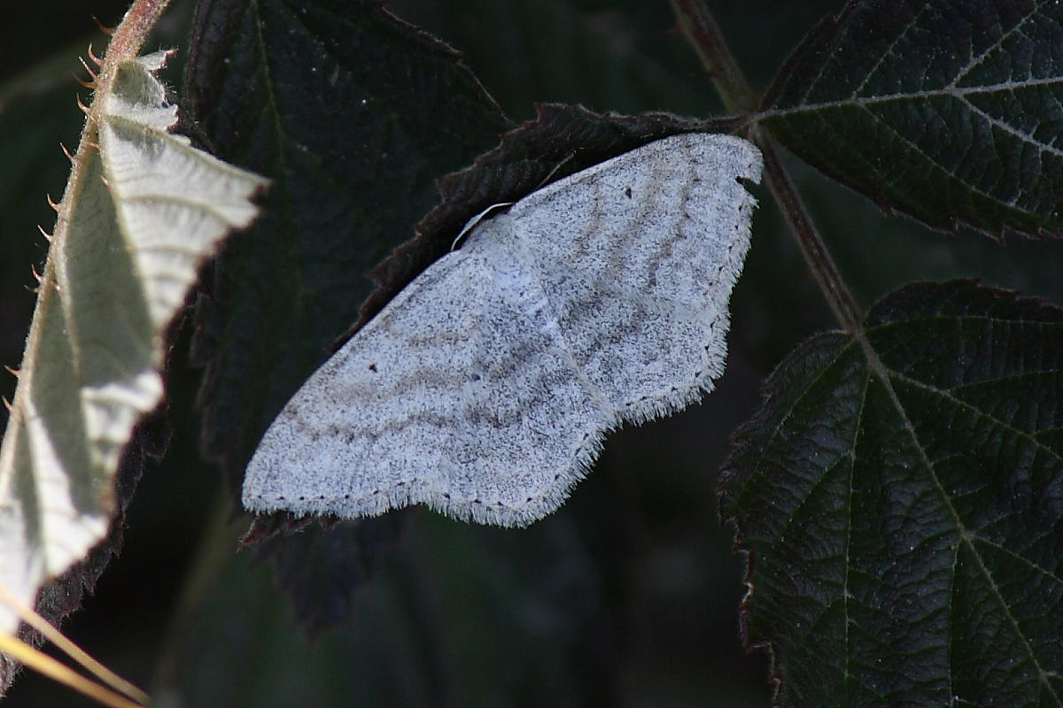 Da identificare : Scopula (Calothysanis) incanata