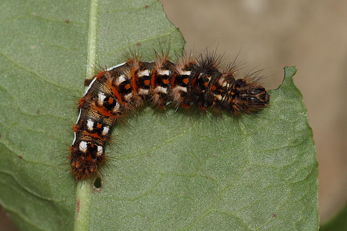 Bruco da identificare - Acronicta (Viminia) rumicis