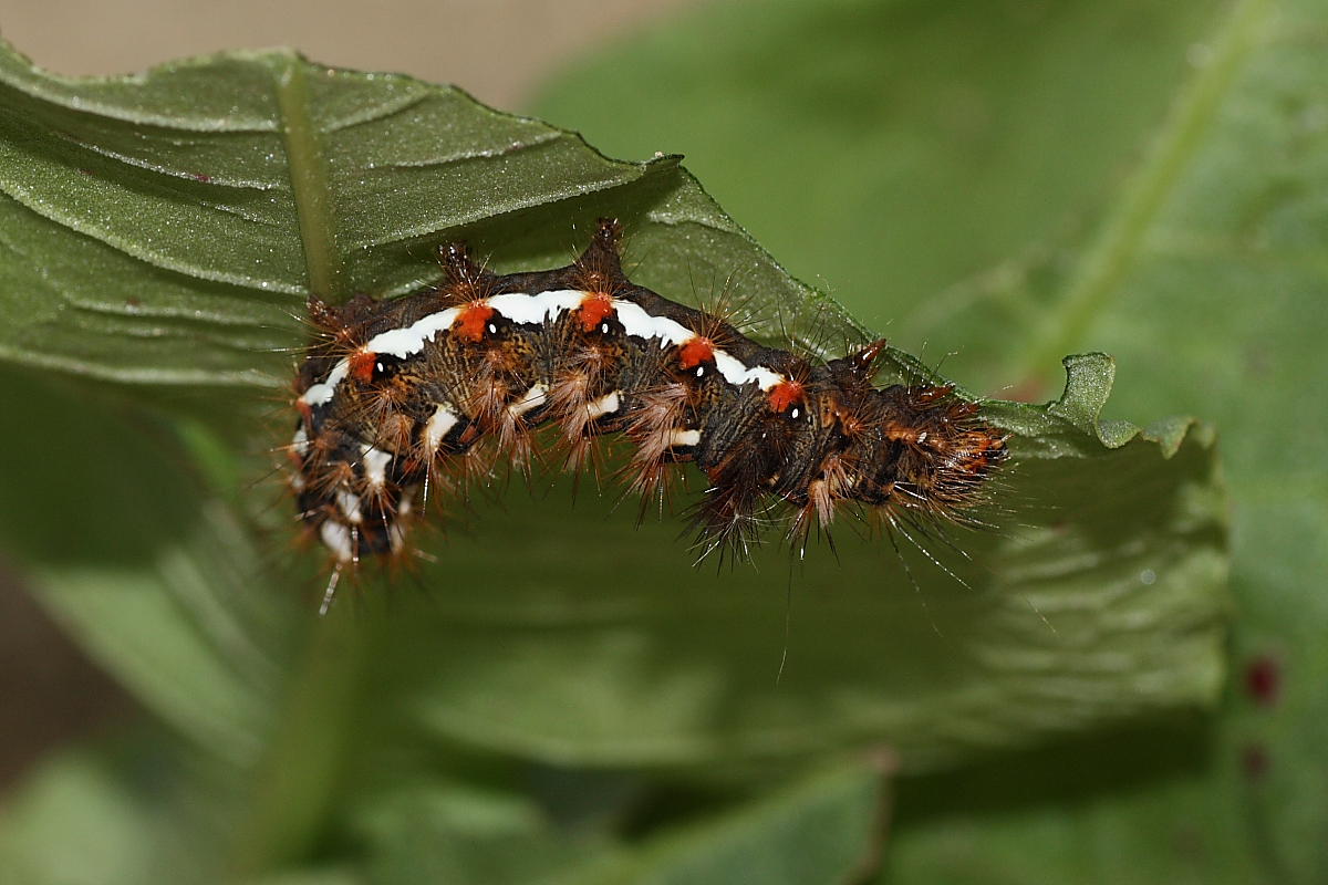 Bruco da identificare - Acronicta (Viminia) rumicis