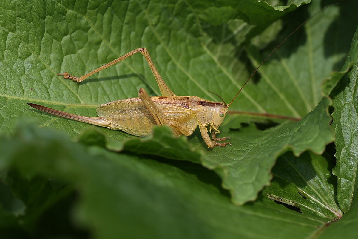 Tettigonia cantans