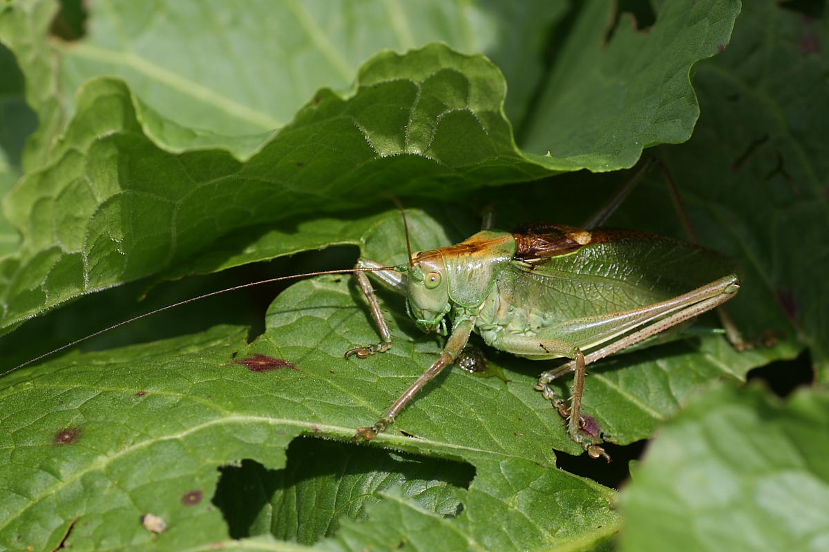 Tettigonia cantans