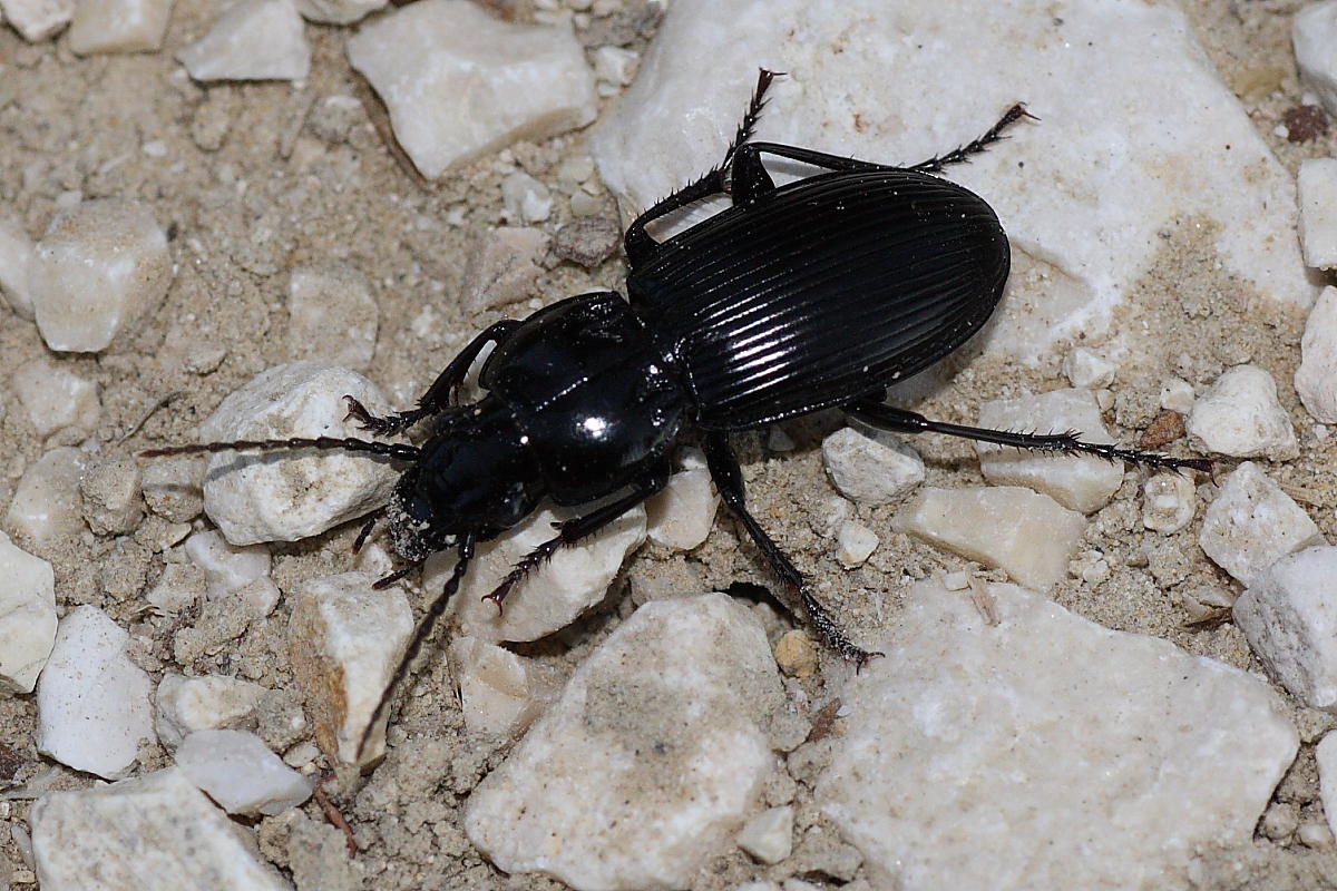 Pterostichus melas italicus