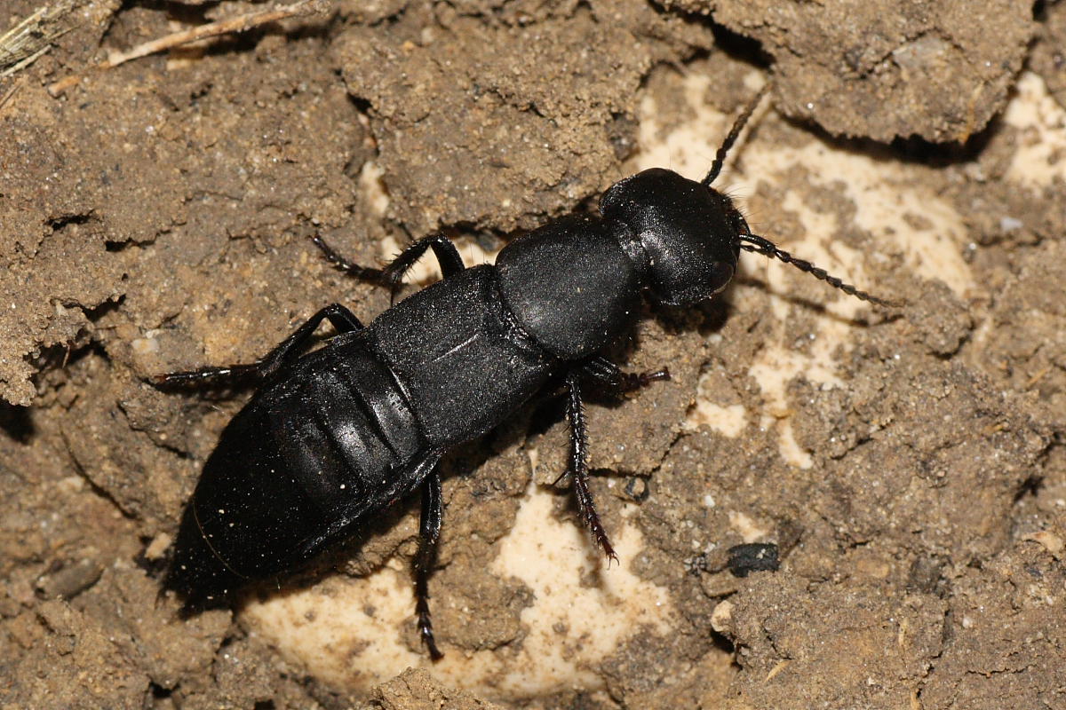 Ocypus olens