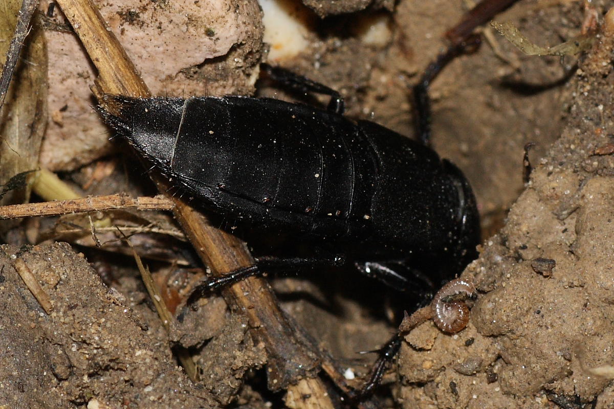 Ocypus olens