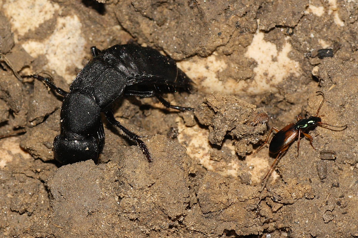 Ocypus olens e Anchomenus dorsalis