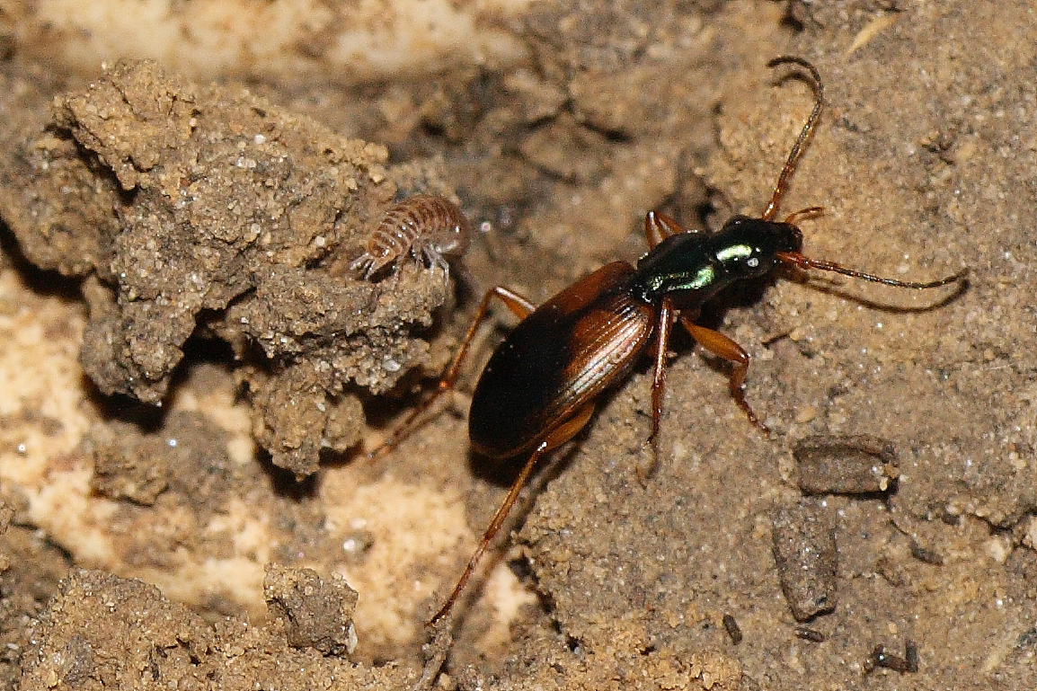 Ocypus olens e Anchomenus dorsalis
