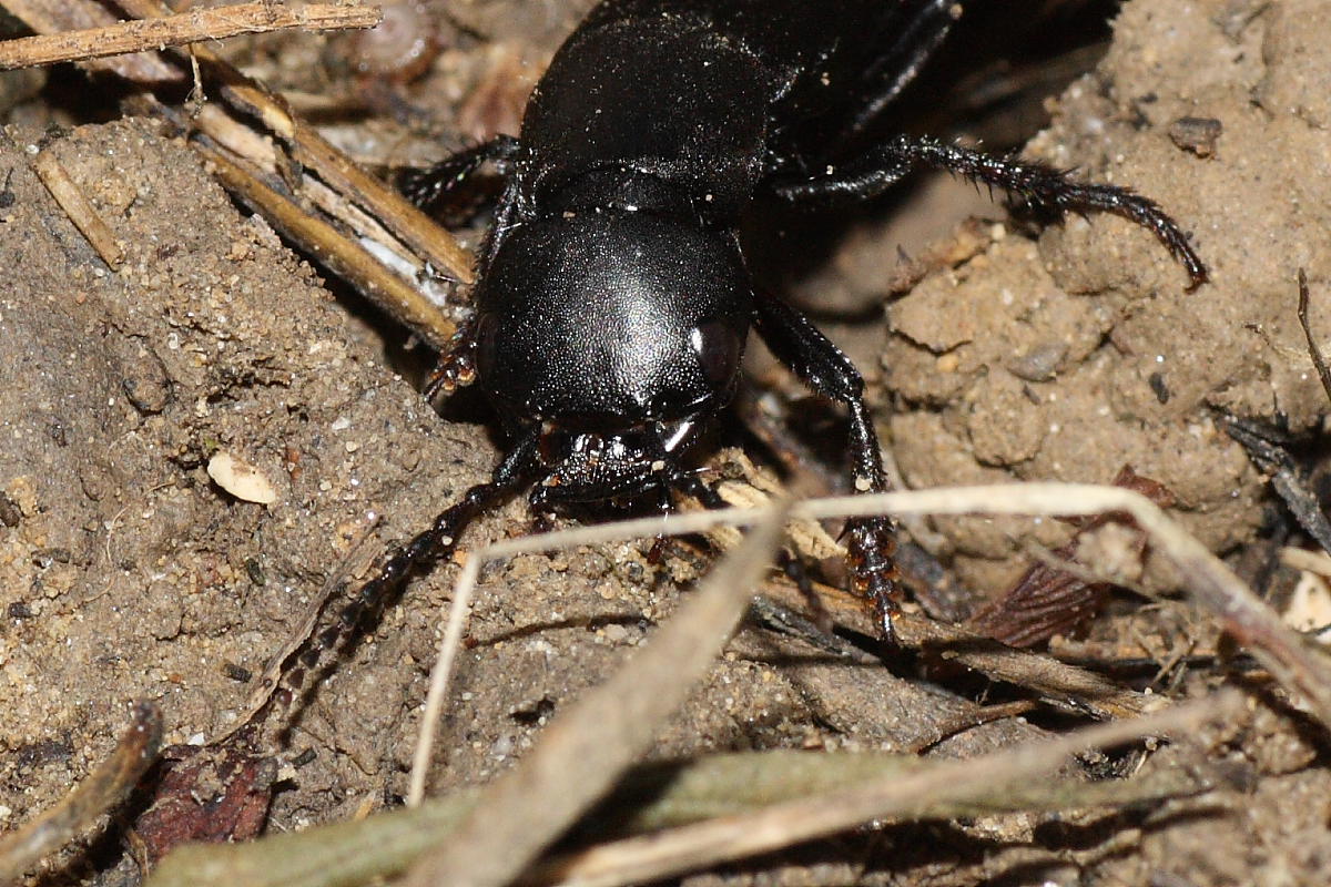 Ocypus olens