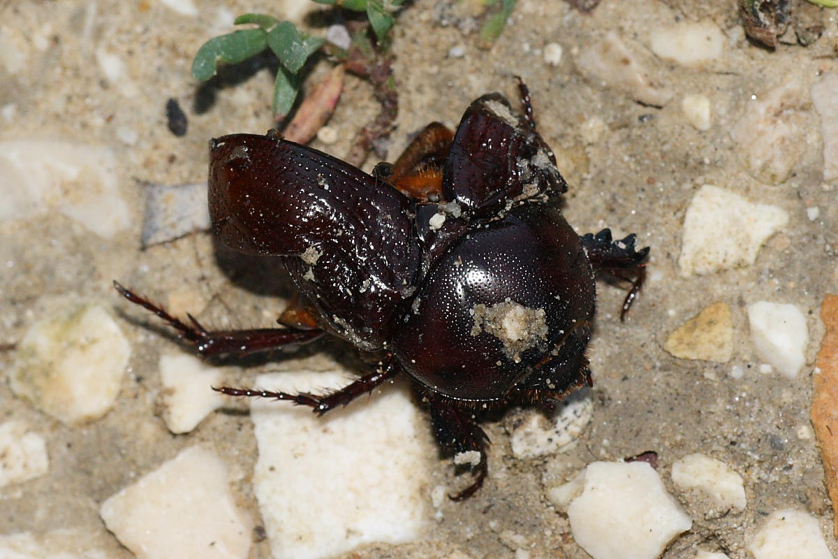Miseri resti da identificare: Pentodon sp.