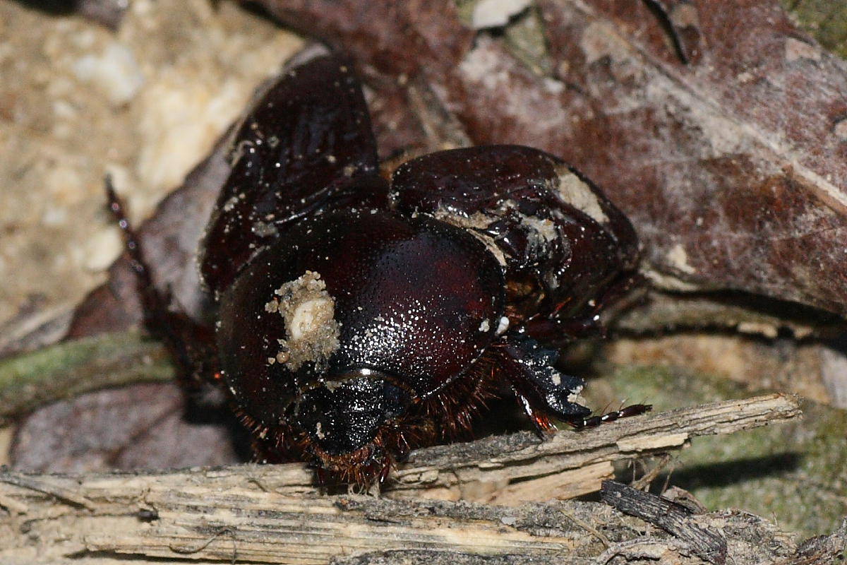 Miseri resti da identificare: Pentodon sp.