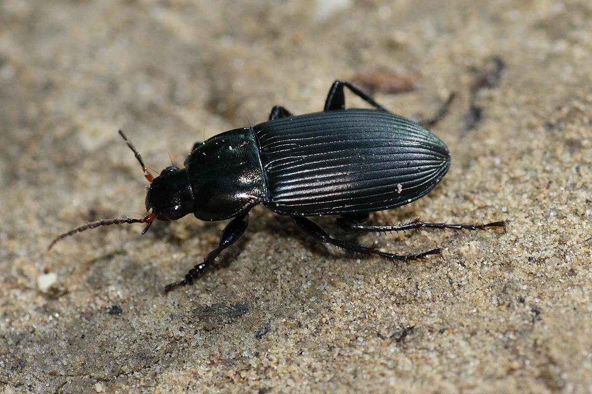 Poecilus cupreus cupreus (Carabidae)