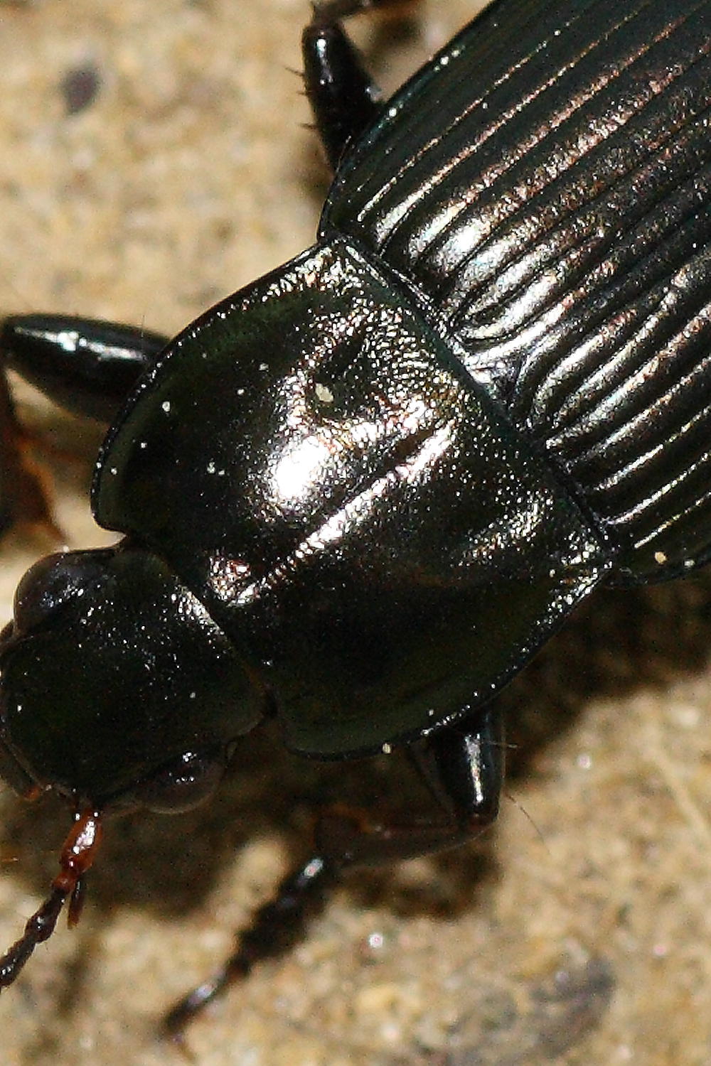 Poecilus cupreus cupreus (Carabidae)