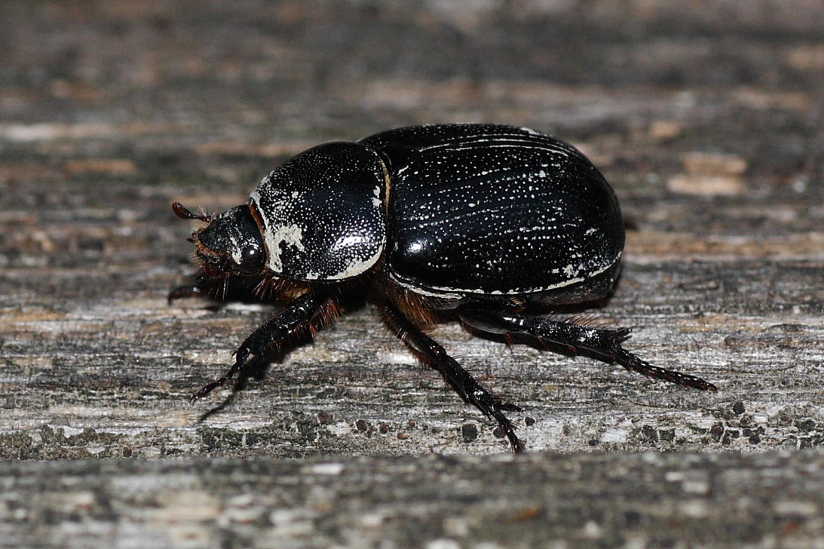 Miseri resti da identificare: Pentodon sp.