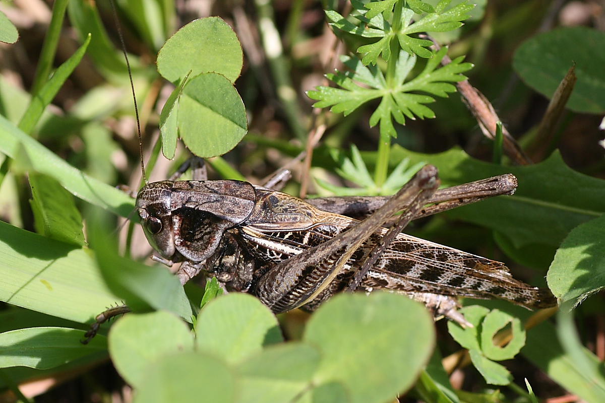 Decticus verrucivorus