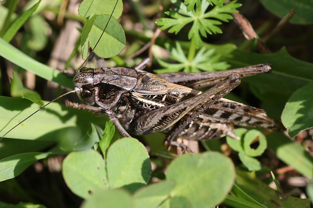 Decticus verrucivorus