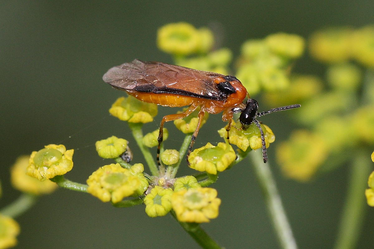 Athalia rosae e Braconidae