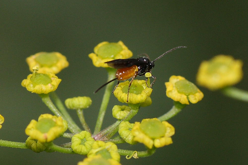 Athalia rosae e Braconidae