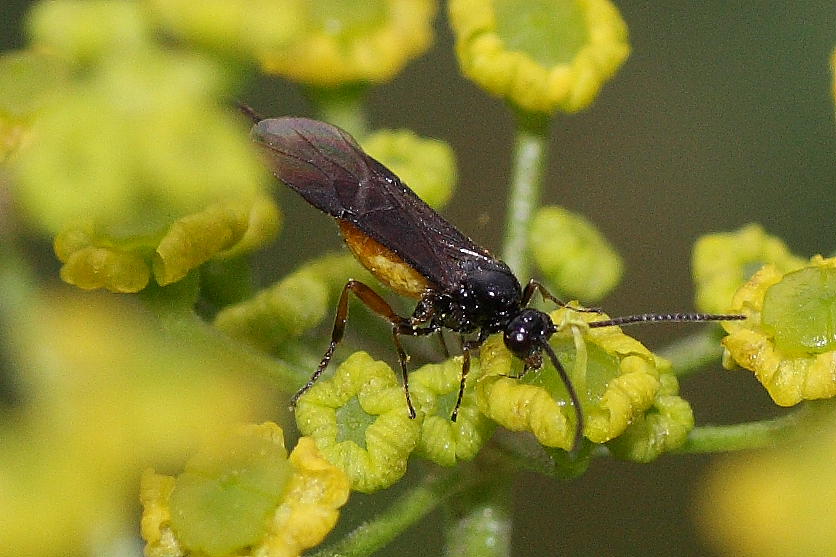 Athalia rosae e Braconidae