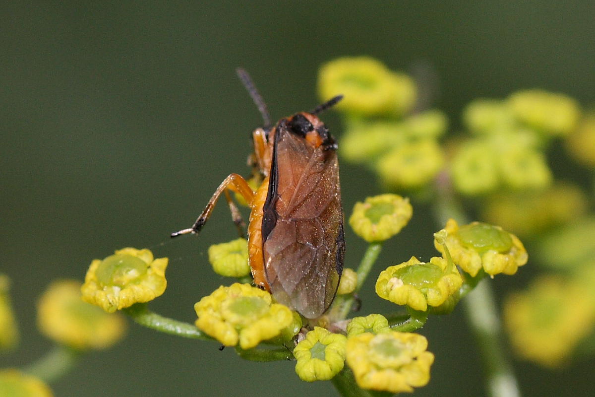 Athalia rosae e Braconidae
