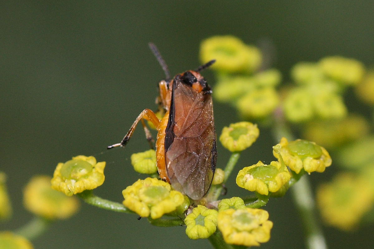 Athalia rosae e Braconidae