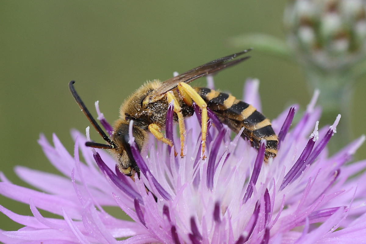 Maschio di Halictus scabiosae