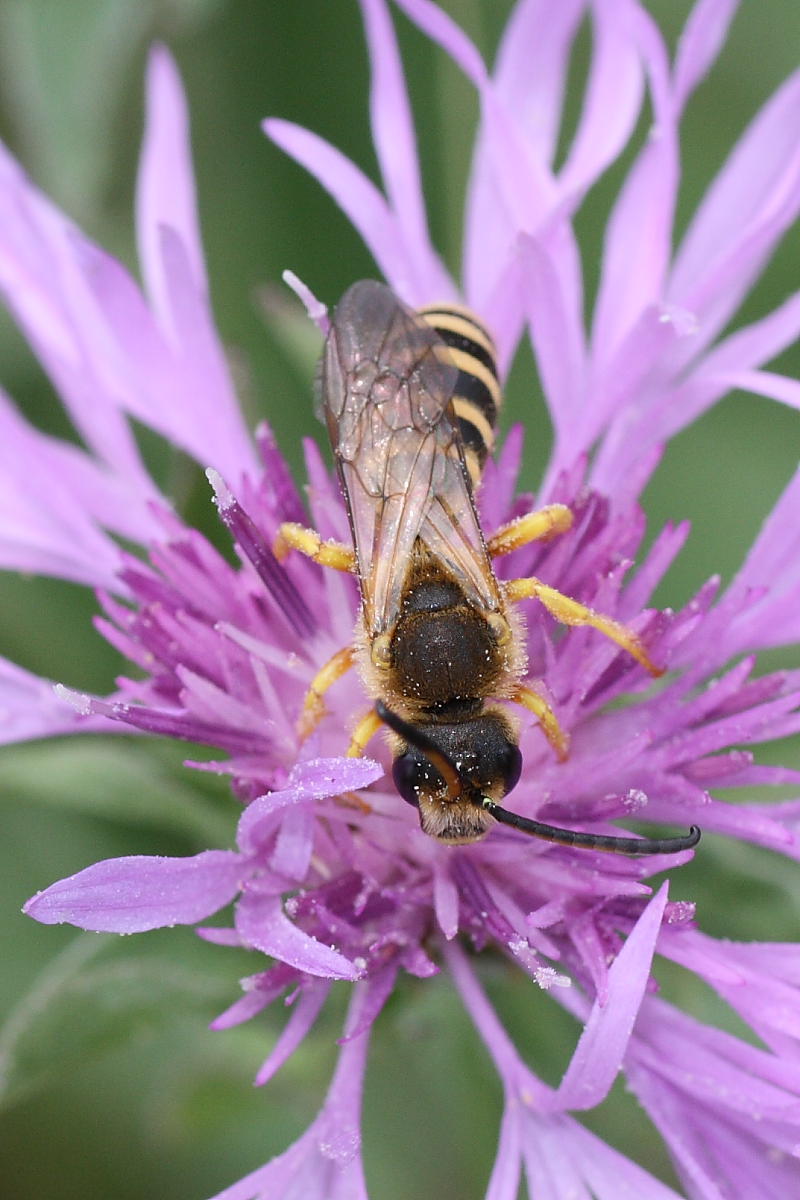 Maschio di Halictus scabiosae