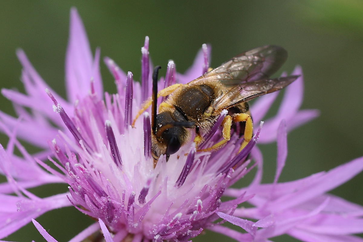 Maschio di Halictus scabiosae