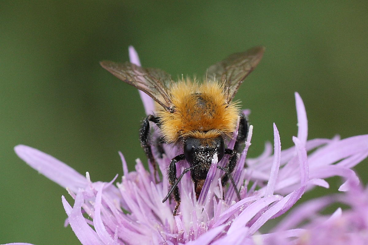 Bombus cfr pascuorum