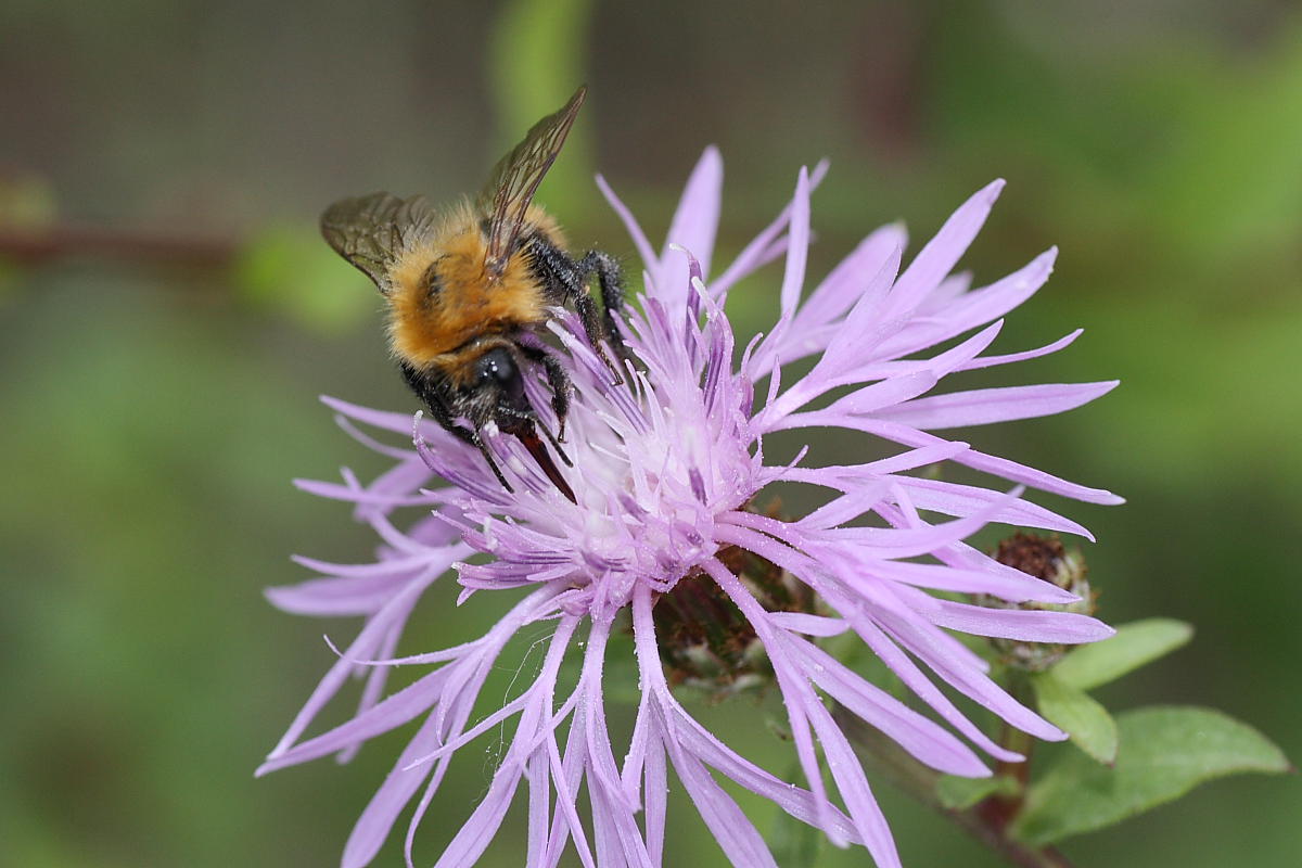 Bombus cfr pascuorum