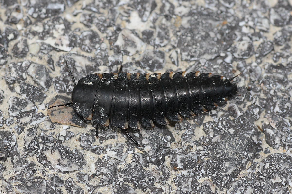 Larva? Di Staphylinidae? Silphidae: Silpha tristis