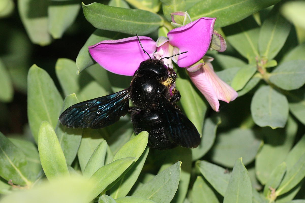 Apidae Xylocopinae: femmina di Xylocopa violacea