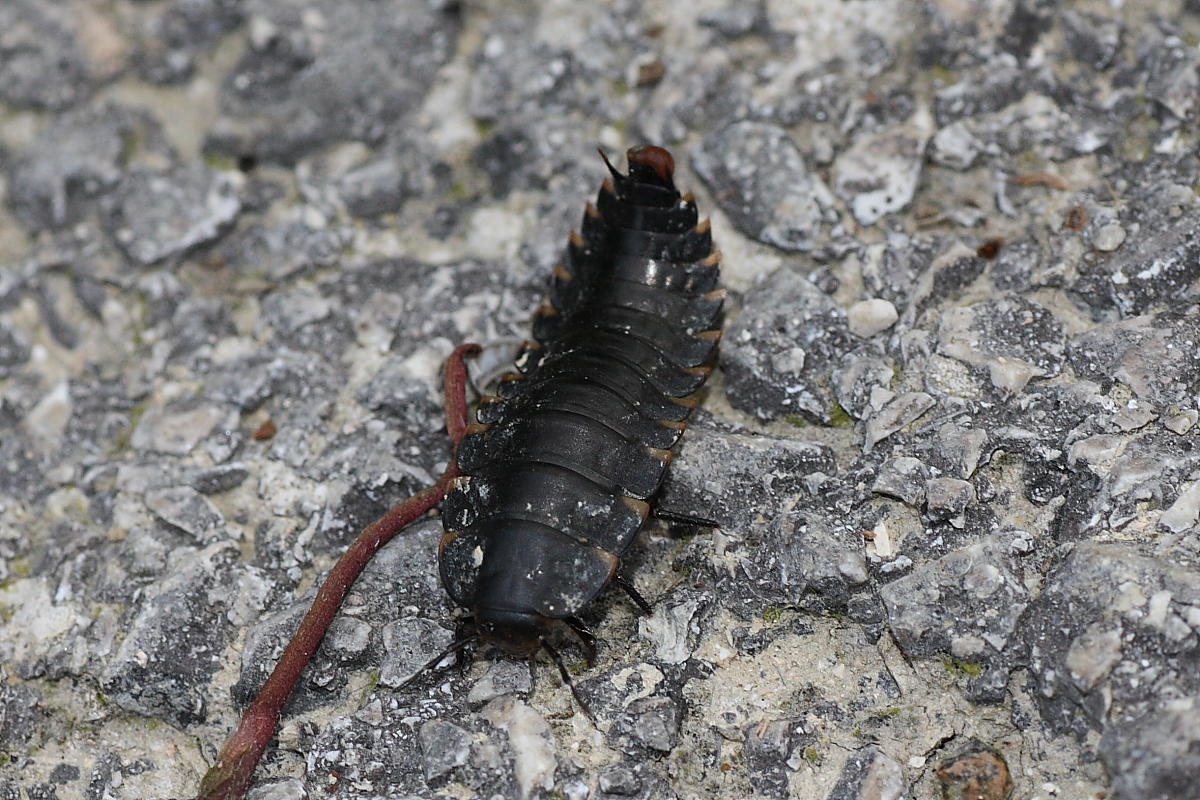 Larva? Di Staphylinidae? Silphidae: Silpha tristis
