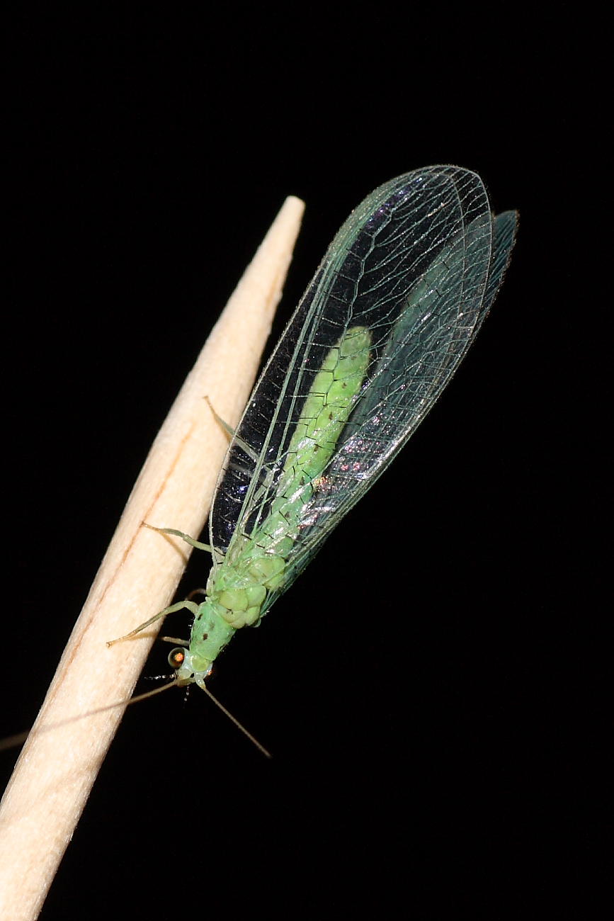 Dichochrysa sp. (femmina)