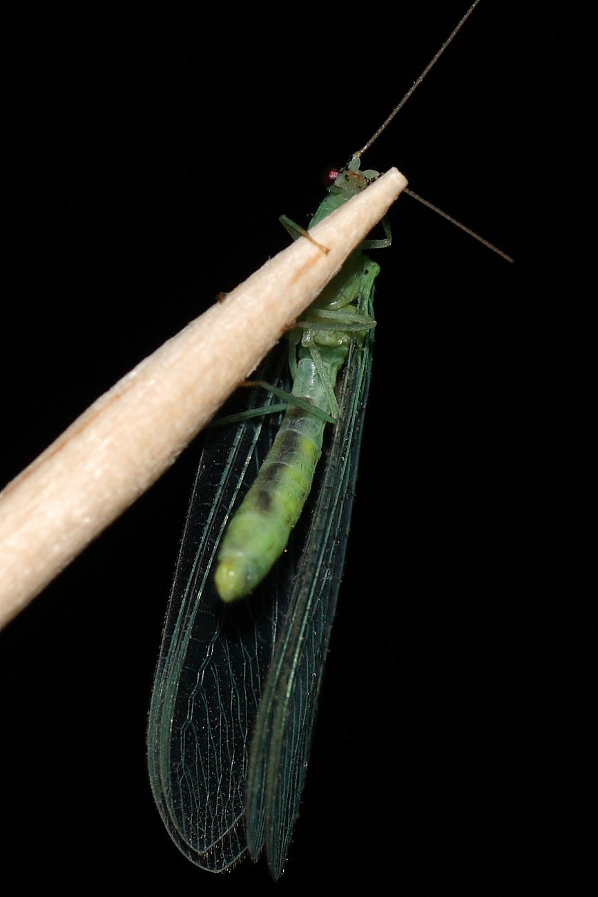 Dichochrysa sp. (femmina)