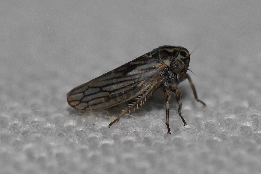 Agallia sp.