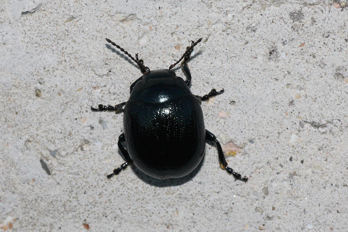 2 maschi e una femmina di Chrysolina haemoptera