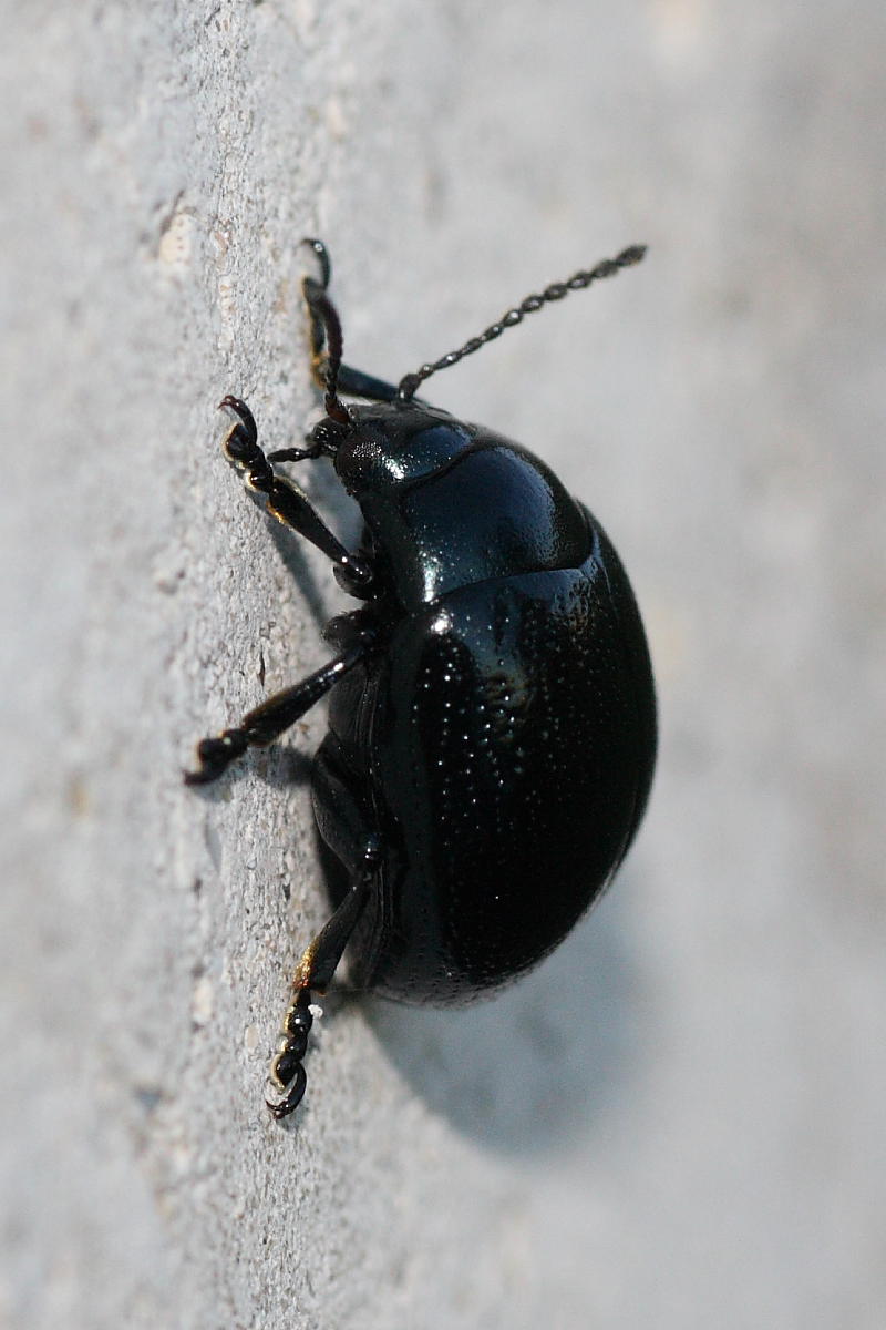 2 maschi e una femmina di Chrysolina haemoptera