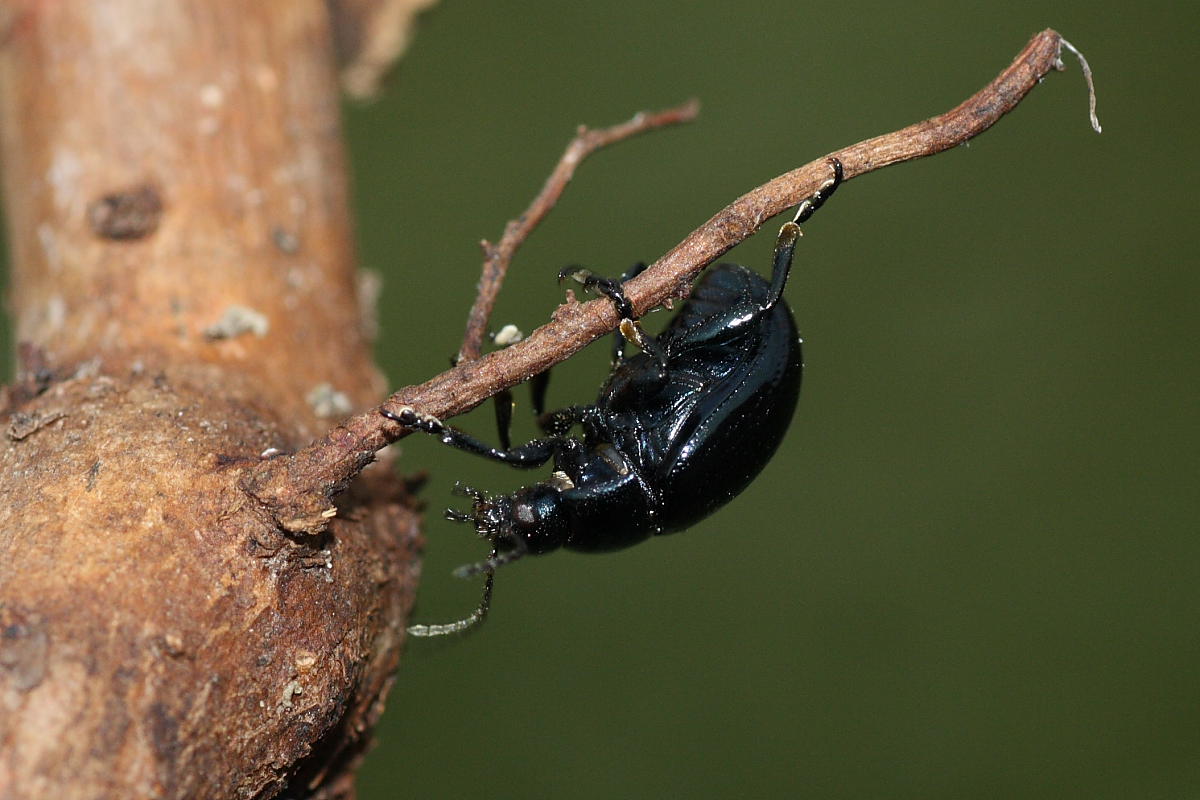 2 maschi e una femmina di Chrysolina haemoptera