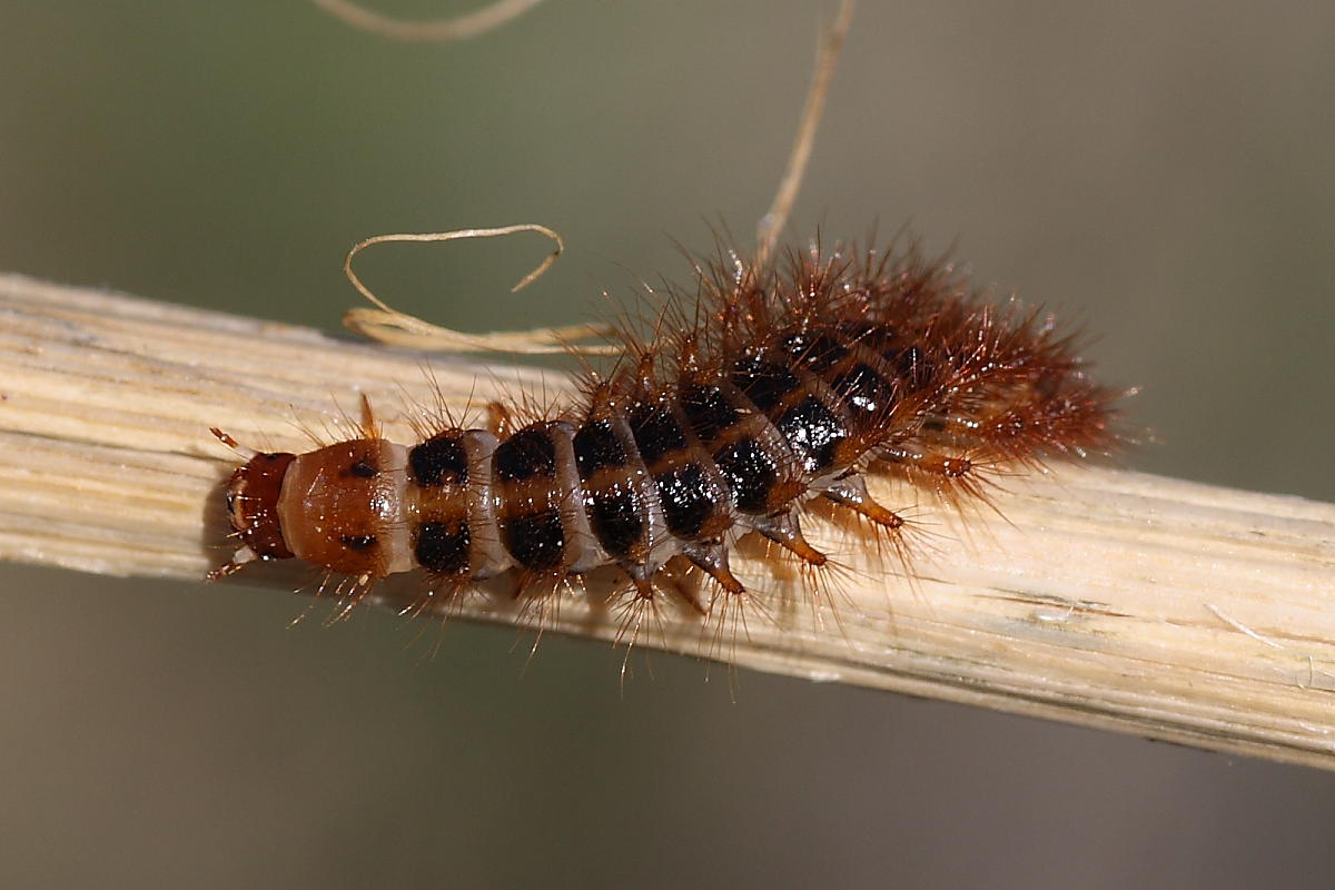 Larva da identificare - Drilus cfr. flavescens  (Drilidae)