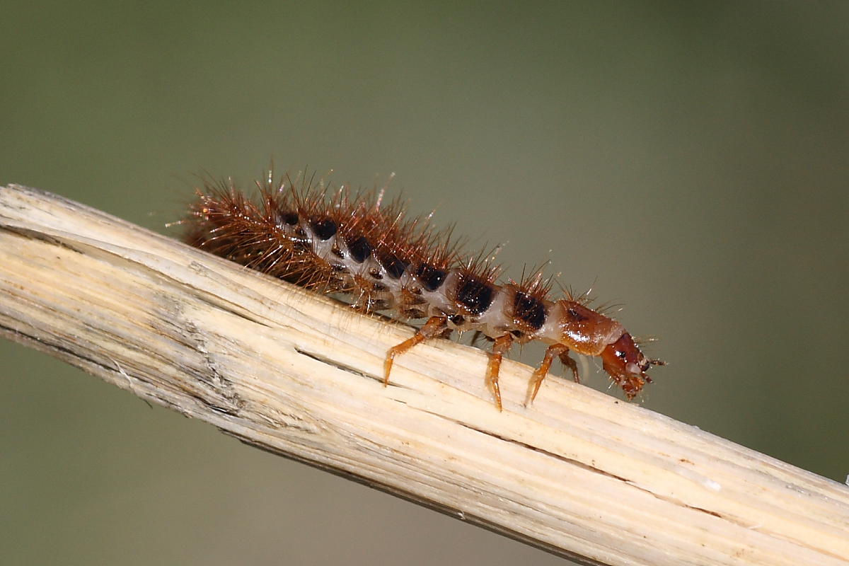 Larva da identificare - Drilus cfr. flavescens  (Drilidae)