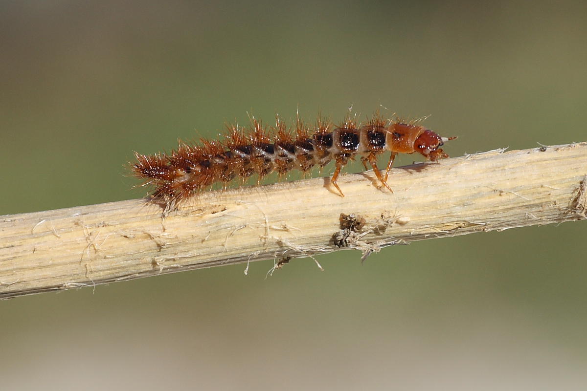Larva da identificare - Drilus cfr. flavescens  (Drilidae)