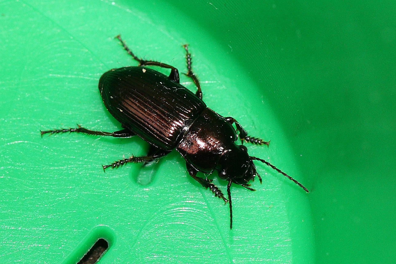 Carrellata di Carabi!!!