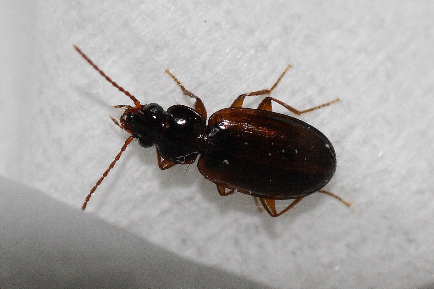 Microcarabo da identificare: Trechus quadristriatus