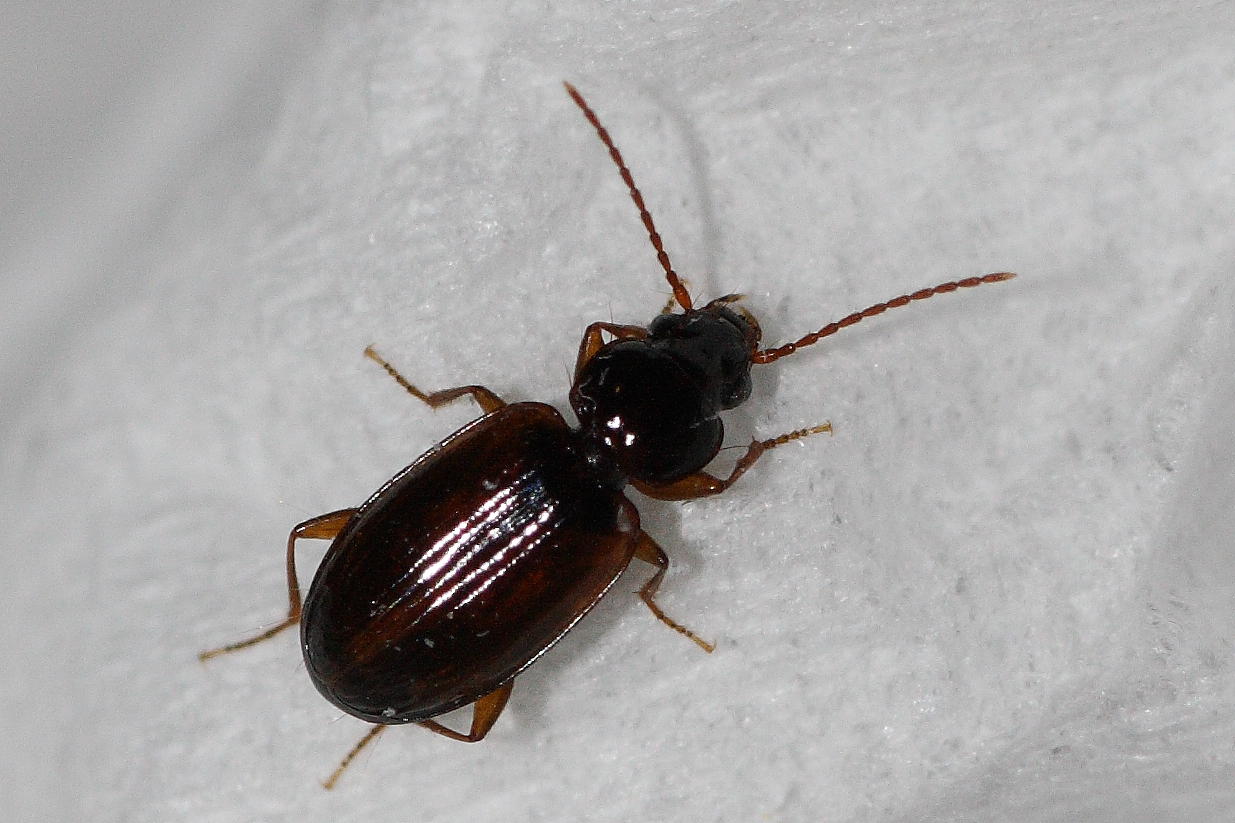 Microcarabo da identificare: Trechus quadristriatus