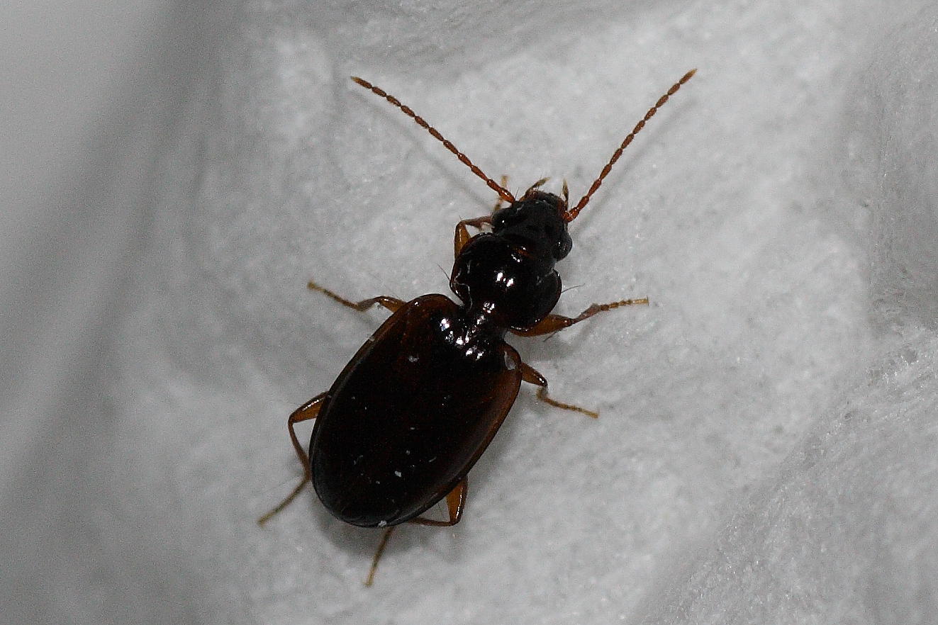 Microcarabo da identificare: Trechus quadristriatus